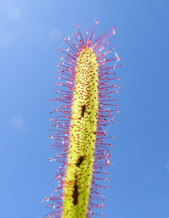 Imagem de Drosera anglica Huds.