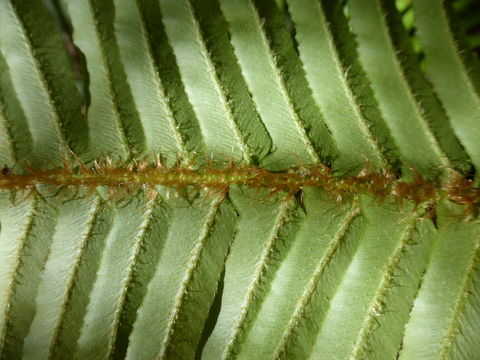 Sivun Polystichum munitum (Kaulf.) C. Presl kuva