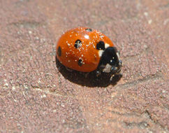 Image of 7-spot ladybird