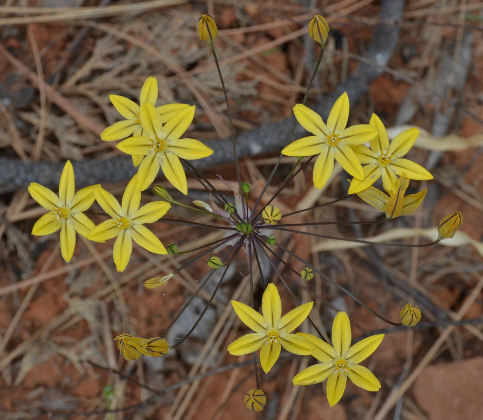 Слика од Triteleia ixioides subsp. scabra (Greene) L. W. Lenz