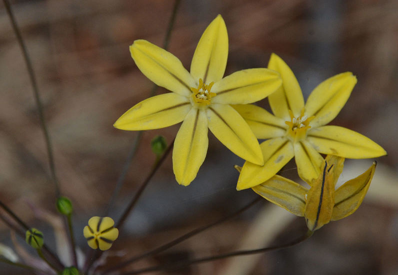 Слика од Triteleia ixioides subsp. scabra (Greene) L. W. Lenz