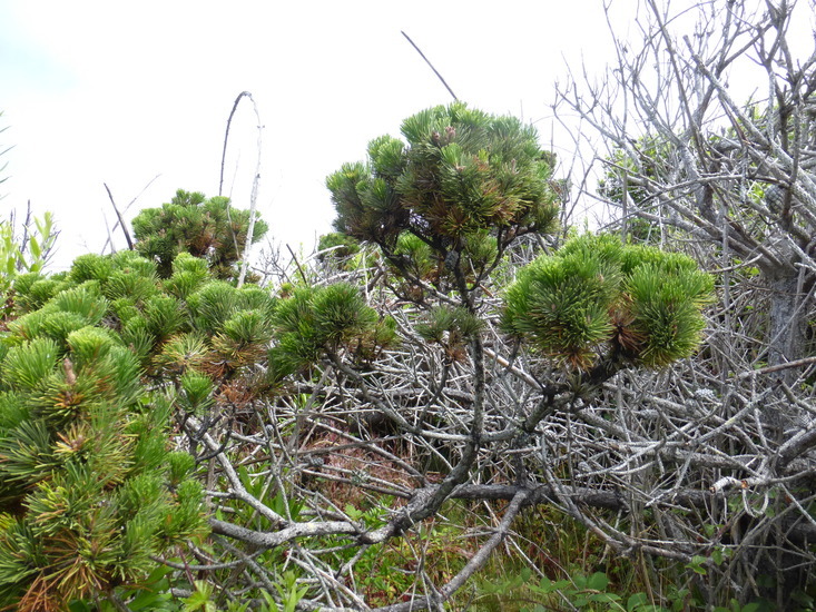 Image of <i>Pinus <i>contorta</i></i> ssp. contorta