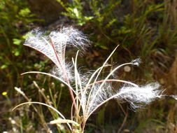 Слика од Epilobium ciliatum Rafin.