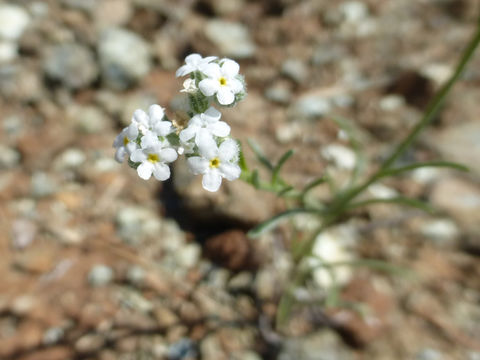 Слика од Cryptantha flaccida (Dougl.) Greene