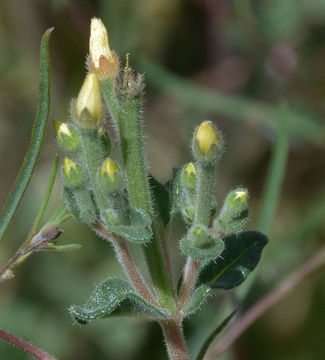 Image of bushy blazingstar