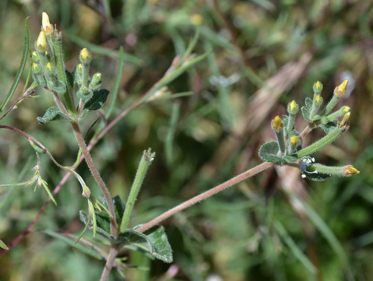 Image of bushy blazingstar