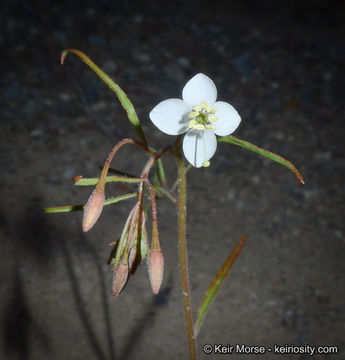 Eremothera refracta (S. Watson) W. L. Wagner & Hoch resmi