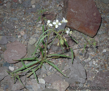 Image of narrowleaf suncup