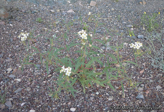 Image of narrowleaf suncup