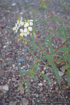 Image of narrowleaf suncup