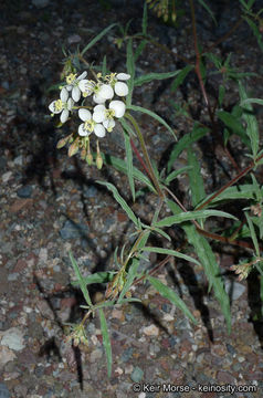 Eremothera refracta (S. Watson) W. L. Wagner & Hoch的圖片