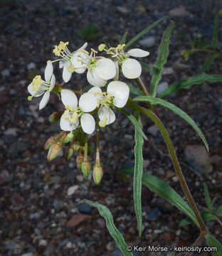 Image of narrowleaf suncup