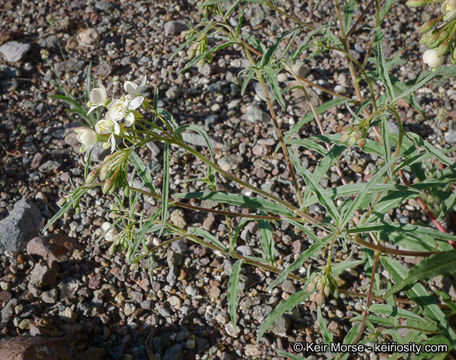 Image of narrowleaf suncup