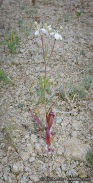 Image of narrowleaf suncup