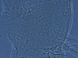 Image of Cecidophyopsis