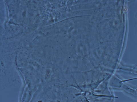 Image of Cecidophyopsis