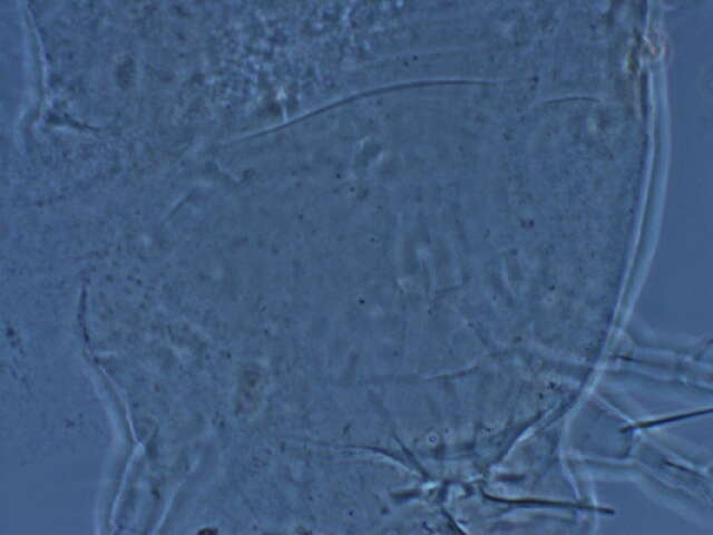 Image of Cecidophyopsis