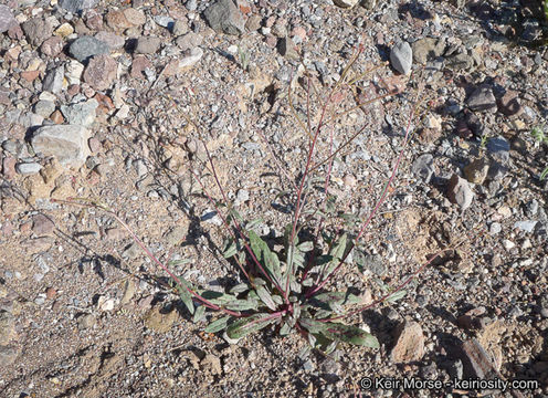 Eremothera chamaenerioides (A. Gray) W. L. Wagner & Hoch的圖片