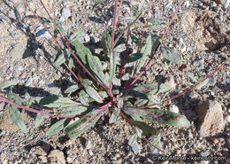 Eremothera chamaenerioides (A. Gray) W. L. Wagner & Hoch的圖片