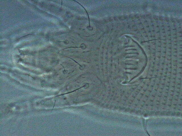 Image of Eriophyoidea