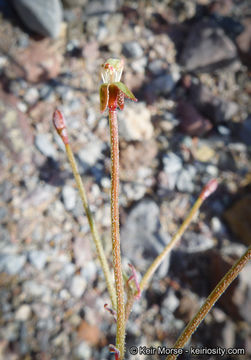 Image de Eremothera chamaenerioides (A. Gray) W. L. Wagner & Hoch