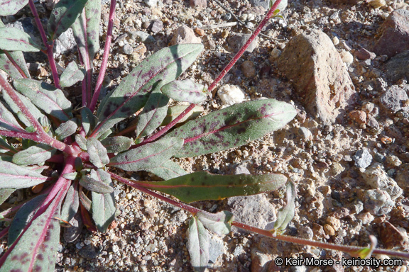 Imagem de Eremothera chamaenerioides (A. Gray) W. L. Wagner & Hoch