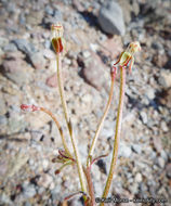 Imagem de Eremothera chamaenerioides (A. Gray) W. L. Wagner & Hoch