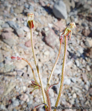 Imagem de Eremothera chamaenerioides (A. Gray) W. L. Wagner & Hoch