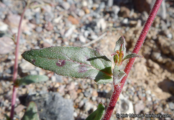 Eremothera chamaenerioides (A. Gray) W. L. Wagner & Hoch的圖片