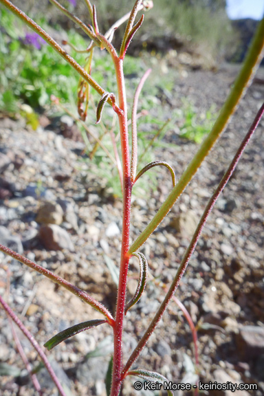 Eremothera chamaenerioides (A. Gray) W. L. Wagner & Hoch的圖片