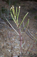 Eremothera chamaenerioides (A. Gray) W. L. Wagner & Hoch的圖片