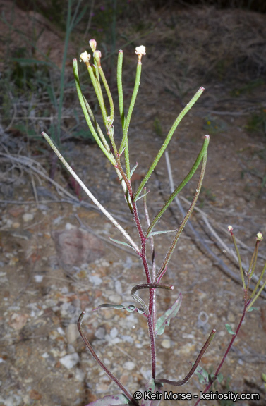 Eremothera chamaenerioides (A. Gray) W. L. Wagner & Hoch的圖片