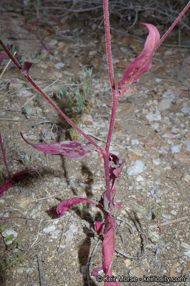 Eremothera chamaenerioides (A. Gray) W. L. Wagner & Hoch的圖片