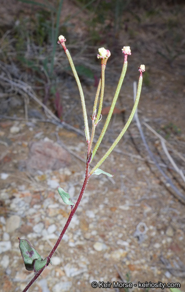 Eremothera chamaenerioides (A. Gray) W. L. Wagner & Hoch的圖片