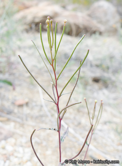 Eremothera chamaenerioides (A. Gray) W. L. Wagner & Hoch的圖片