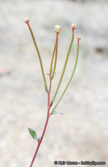 Eremothera chamaenerioides (A. Gray) W. L. Wagner & Hoch的圖片