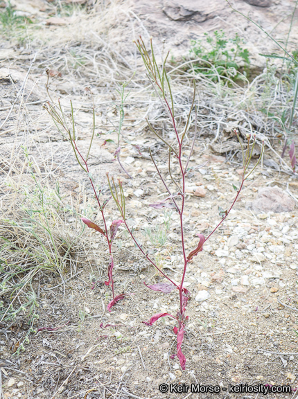 Eremothera chamaenerioides (A. Gray) W. L. Wagner & Hoch的圖片