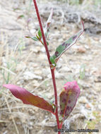 Eremothera chamaenerioides (A. Gray) W. L. Wagner & Hoch的圖片