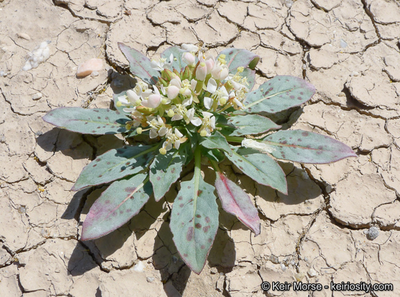 Eremothera boothii subsp. condensata (Munz) W. L. Wagner & Hoch的圖片