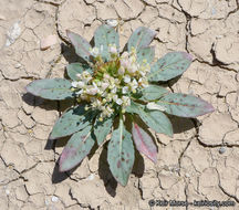 Eremothera boothii subsp. condensata (Munz) W. L. Wagner & Hoch的圖片