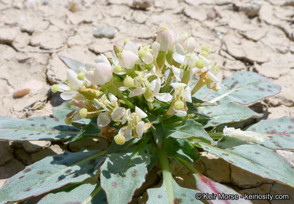 Eremothera boothii subsp. condensata (Munz) W. L. Wagner & Hoch的圖片