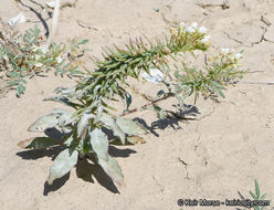 Eremothera boothii subsp. condensata (Munz) W. L. Wagner & Hoch的圖片