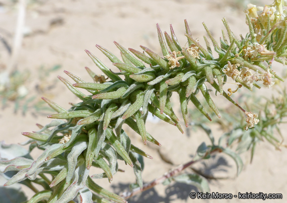 Eremothera boothii subsp. condensata (Munz) W. L. Wagner & Hoch的圖片