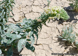 Eremothera boothii subsp. condensata (Munz) W. L. Wagner & Hoch的圖片