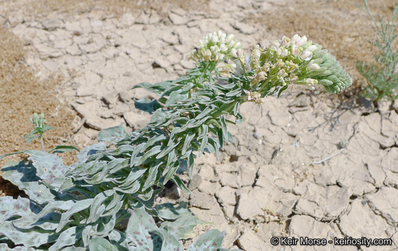 Eremothera boothii subsp. condensata (Munz) W. L. Wagner & Hoch的圖片