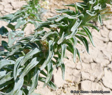 Eremothera boothii subsp. condensata (Munz) W. L. Wagner & Hoch的圖片