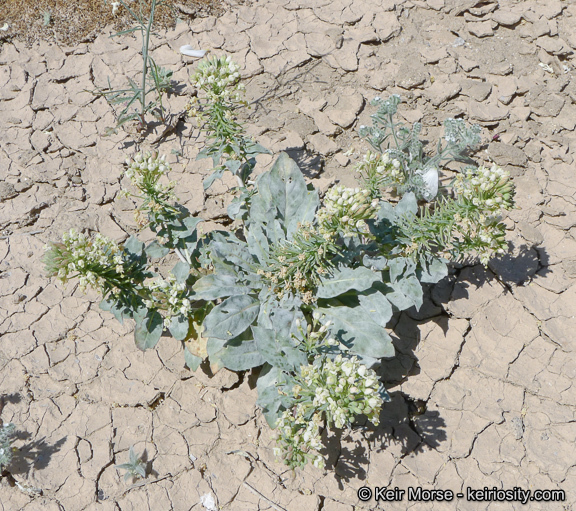 Eremothera boothii subsp. condensata (Munz) W. L. Wagner & Hoch的圖片