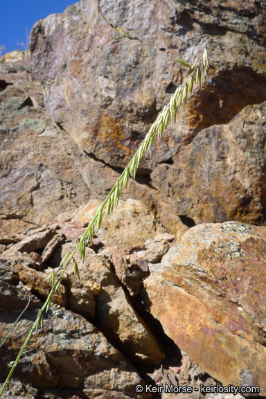 Image of sideoats grama