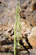 Bouteloua curtipendula (Michx.) Torr. resmi