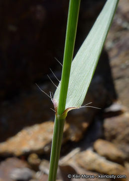 Bouteloua curtipendula (Michx.) Torr. resmi